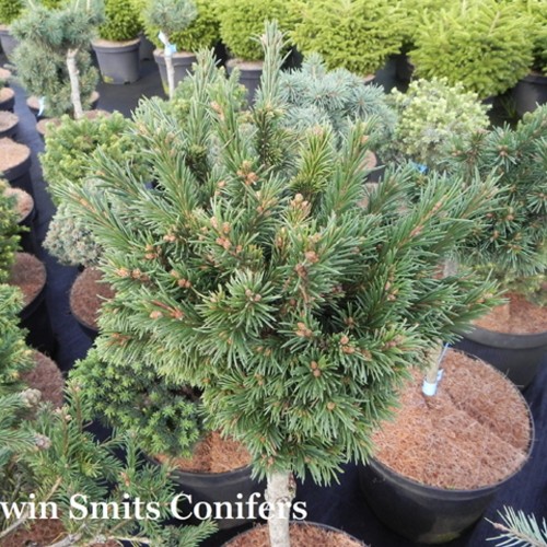 Picea obovata 'Katanda' - Siberi kuusk 'Katanda' C2/2L